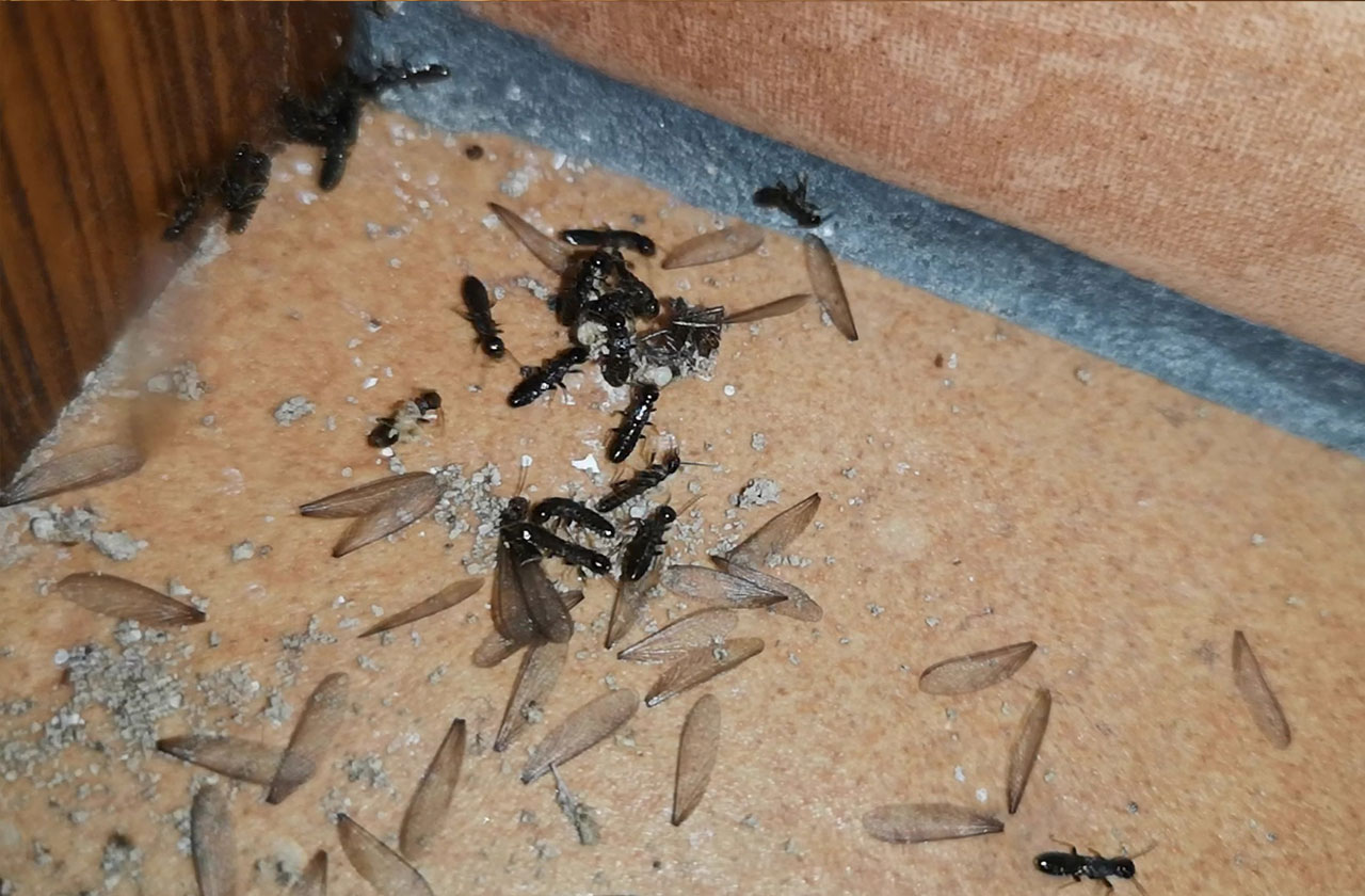 Eliminazione termiti in Sardegna